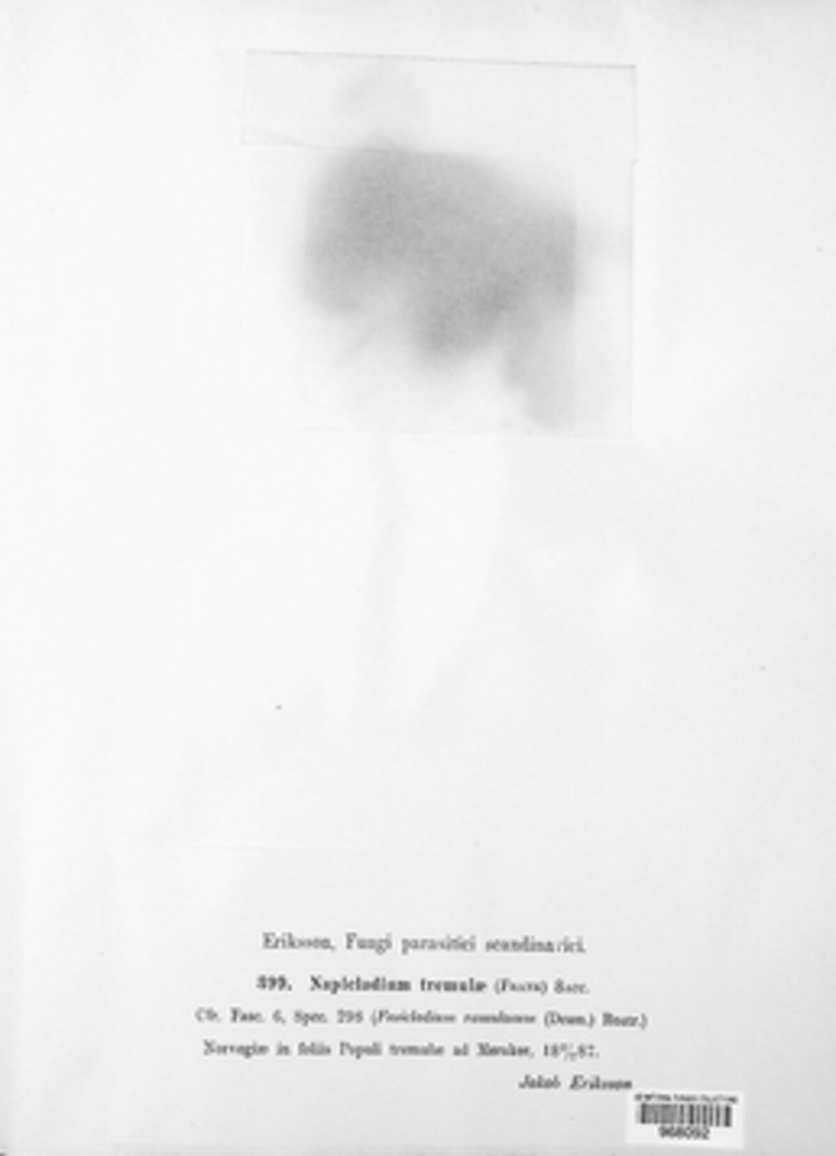 Venturia tremulae image
